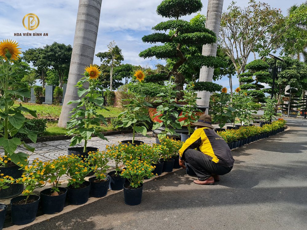 Phong tục tảo mộ trong văn hóa của người Việt 